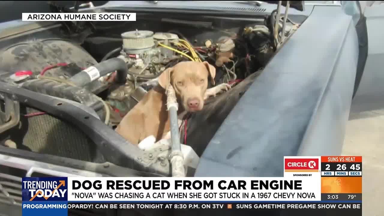 Arizona Humane Society rescue dog stuck in car engine - YouTube