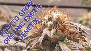 K.I.S.EPISODE 66:HOW TO GROW ORGANIC EXOTIC GENETIX ETHOS @ BAYAREA CANNABIS RECHARGE & WATER ONLY