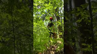 Ms 391 Removes Problem trees with rotten and hollow trunks. Hazardous Tree removal ! Cedar grove