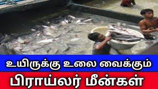 உயிருக்கு உலை வைக்கும் பிராய்லர் மீன்கள் தமிழகத்தை குறிவைப்பது ஏன் இதன் பின்னணி என்ன ? Broiler fish