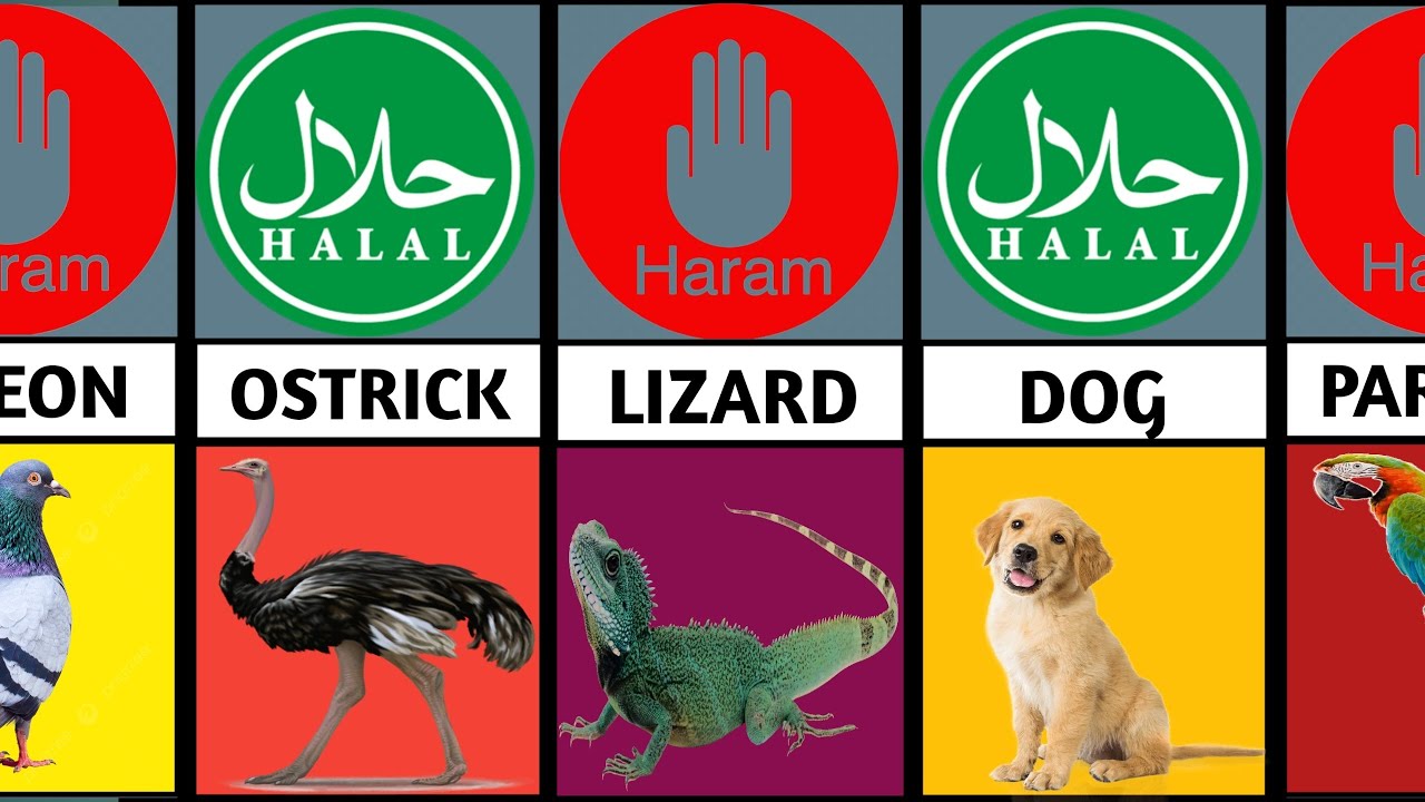 HALAL AND HARAM ANIMALS IN ISLAM HALAL haram YouTube