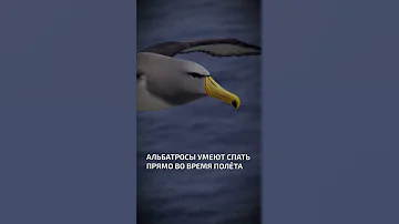 Альбатросы умеют спать прямо во время полёта  - интересные факты о птицах
