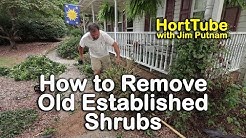 How to Remove Old Established Shrubs (Digging Out Well Anchored Plants)