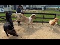 意外とハードな種馬のお仕事