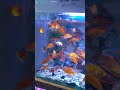 Sistem filtrasi di toko sing laris aquarium