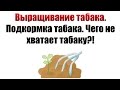 ТАБАК | Выращивание табака. Подкормка табака. Чего не хватает?!