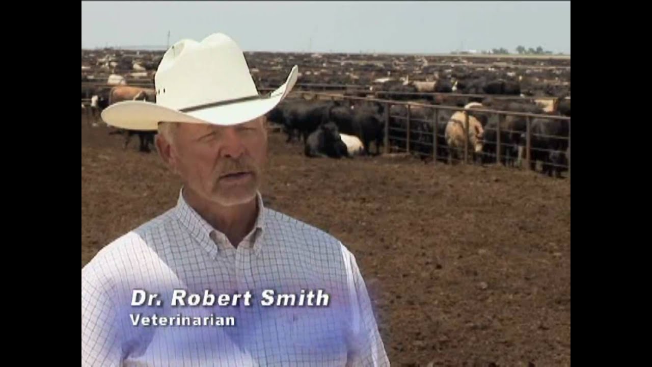 Cattle Care Handling Guidelines