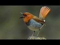 طائر ابو الحناء تغريد جميل سبحان الله Japanese Robin
