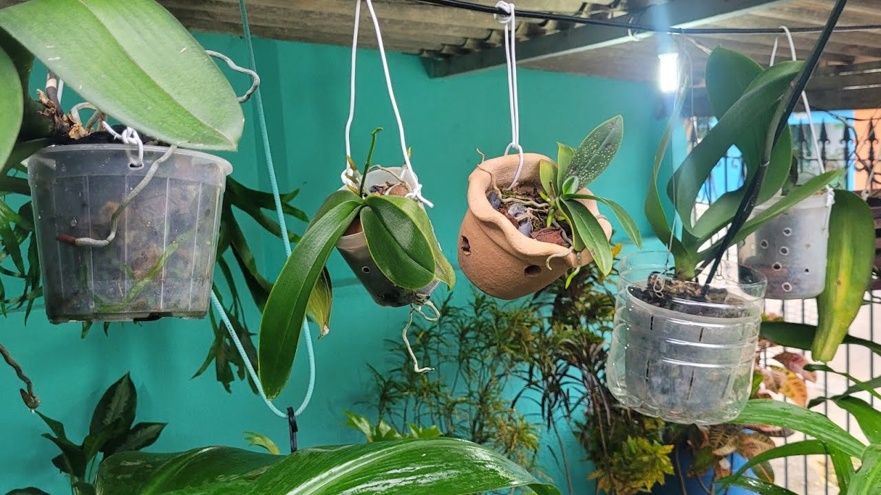 Mostrando o caminho  das orquídeas.@Meri amor pelas orquídeas.