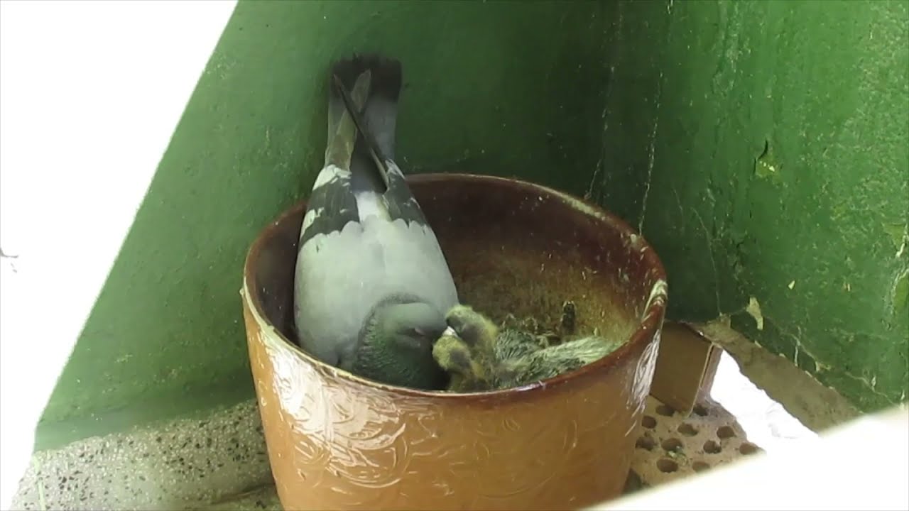 ,,Гълъбите на балкона'' Еп. 7 (Бебетата гълъбчета се хранят)