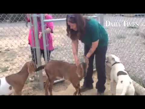 Aztec Animal Shelter Director Tina Roper with recent animals brought in