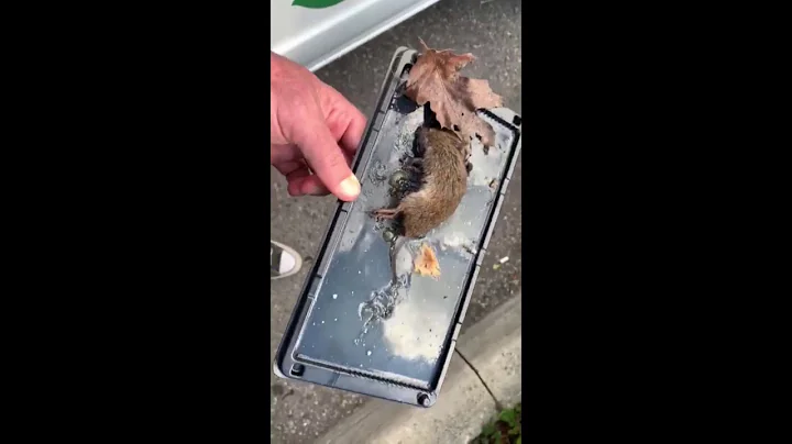 Why You Should Never Use Glue Traps For Mice