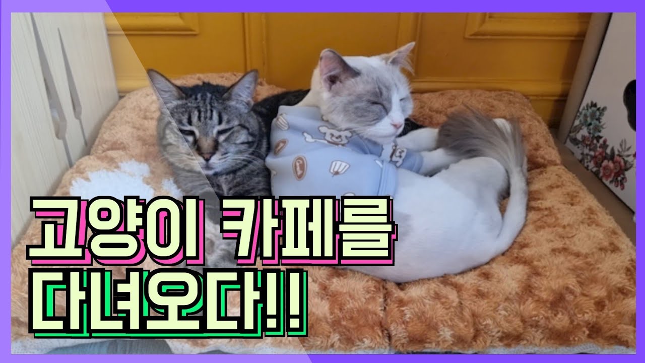 수원역 고양이카페로의 여정