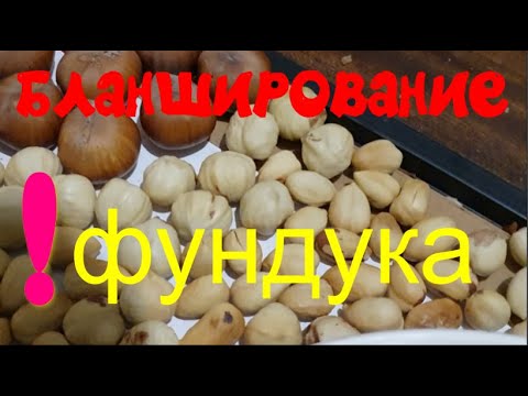 Ядро фундука Шедевр,