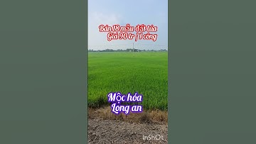 Bán 18 mẫu đất lúa giá rẻ ở mộc hóa,long an...Sđt 0979920397