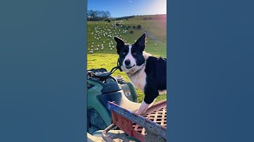 Talented Border Collie Dog 🐕Look at his skill #shorts #animals #wildlife #dog #doglover