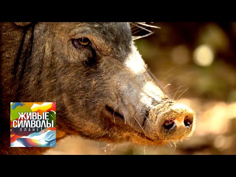 Живые символы планеты. Вьетнам. Животные