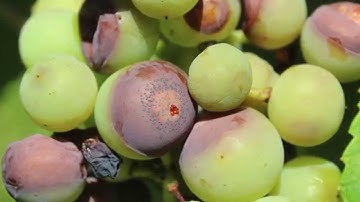 Black Rot of Grape