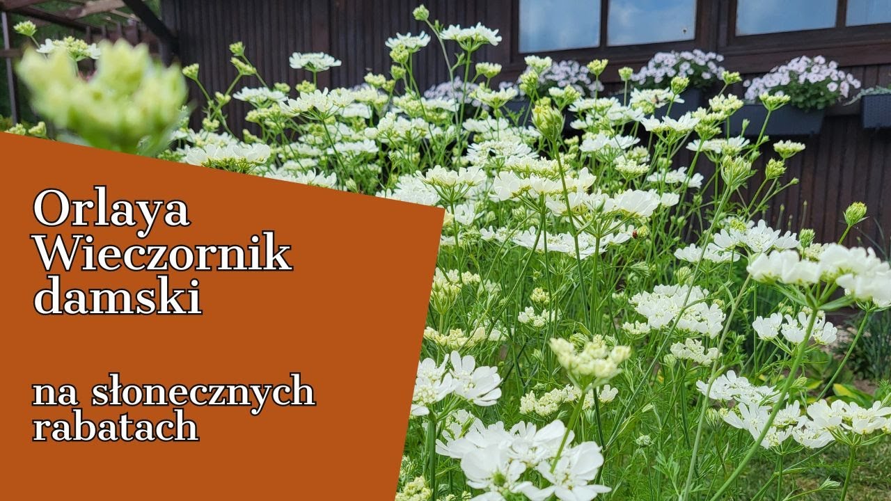 ORLAYA, WIECZORNIK DAMSKI 🌞 na słonecznych rabatach🍀PRZYCINAM  byliny okrywowe