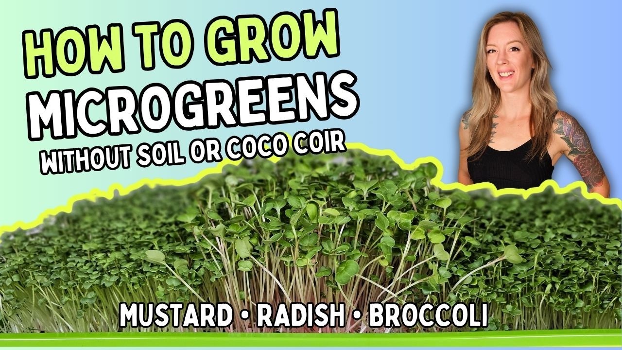Grow 3 Microgreens in 1 Tray — Mustard, Radish & Broccoli on Reusable Medium