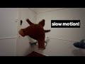 throwing my djungelskogs and blåhajs in slow motion!