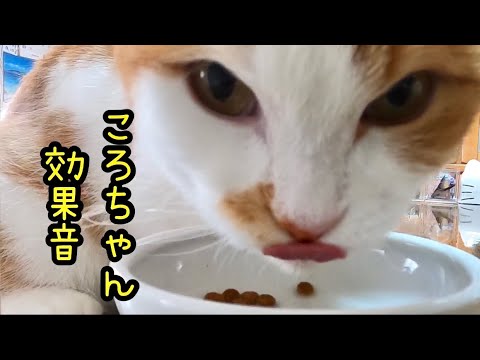 【ASMR】サウンド·オブ·もふねこ