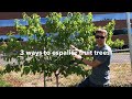 Espalier fruit trees 3 ways to grow a living fruiting fence