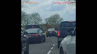 six flags wild safari drive-thru adventure, Jackson NJ
