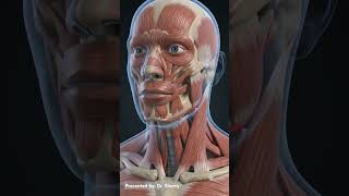 HeaD & Neck Anatomy 3D Animation vedio