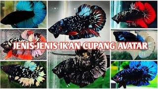 JENIS-JENIS IKAN CUPANG AVATAR (AVATAR SERIES)