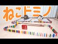 【裏側公開】5000万回再生された「ねこドミノ」の5つの秘密!