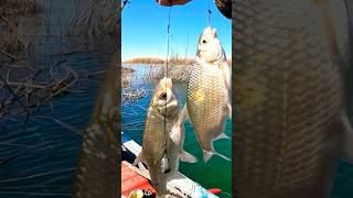 Дельта реки Или. Весенняя вобла 🎣🎣🎣