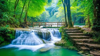 Relaxing Music For Stress Relief, Forest Birdsong Nature Sounds - Deep Healing Music for The Body screenshot 5