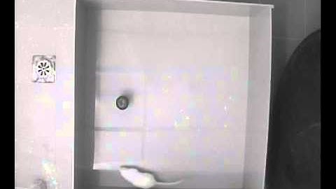 Novel object recognition test