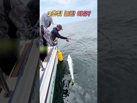 3초 뒤 놀란이유? #fishing #바다낚시 #방어 #부시리 thumbnail