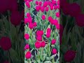 Tulip Fields (Nothing Is Real)
