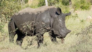 Muddy Rhino Satisfying Scratch