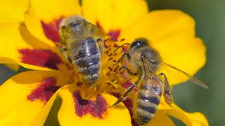 মৌমাছির মধু সংগ্রহ: ফুল থেকে মধু সংগ্রহের বিস্ময়কর প্রক্রিয়া,  Honey Collection from Flowers