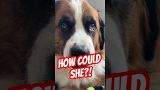 RIP Halloween dog toy. Hazel shows no remorse. #dogshorts #halloween #dogtoys #funnydog