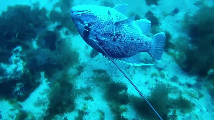 The test, diving off Bunbury