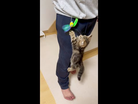 短足でも運動神経抜群の子猫メル