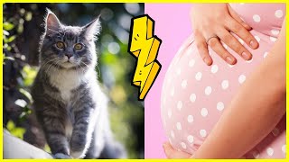 Schwanger im Katzenhaushalt | Tipps & Tricks! ✅