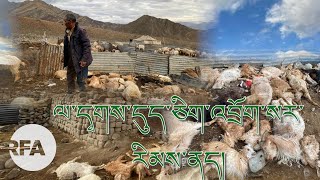 ལ་དྭགས་དུད་ཅིག་འབྲོག་སར་རིམས་ནད། Foot And Mouth Disease Outbreak Reported In Ladakh ལ་དྭགས་དུད་ཅིག་འབྲོག་སར་རིམས་ནད། Foot And Mouth Disease Outbreak Reported In Ladakh