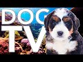 Dog TV! Calm Your Dog at Home with Aquarium Coral Reef TV [NO ADS]