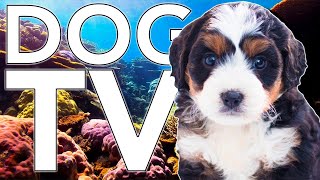 Dog TV! Calm Your Dog at Home with Aquarium Coral Reef TV [NO ADS] screenshot 3