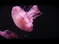 A beautiful pink jellyfish moves gracefully through the ocean waters.