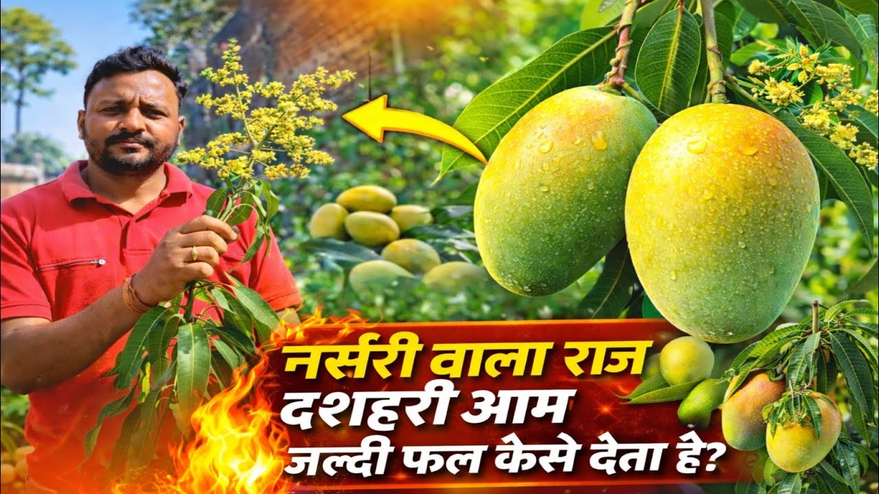 नर्सरी वाला राज दशहरी आम जल्दी फल कैसे देता है | Dashahri Mango Plant | दशहरी आम | 