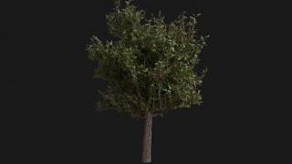 TREE - 🏃CG SPEEDRUN🏃