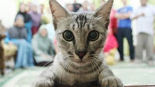 ЖИВОТНЫЕ Которые СЛУЧАЙНО ПОПАЛИ в КАДР! ЖИВОТНЫЕ Которые СЛУЧАЙНО ПОПАЛИ в КАДР!