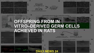 Progeny from germ cells obtained in vitro from rats Resimi